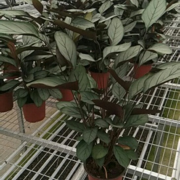 飞羽竹芋