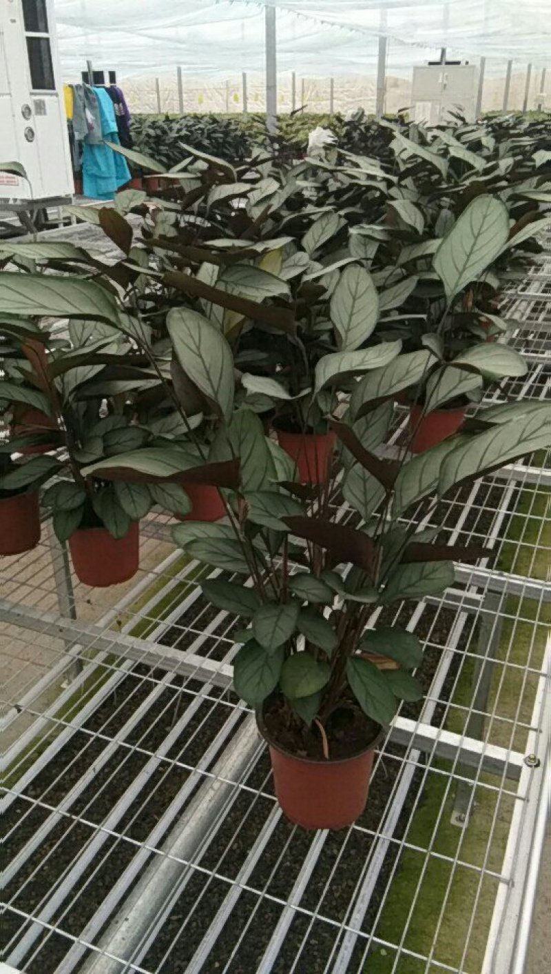 飞羽竹芋