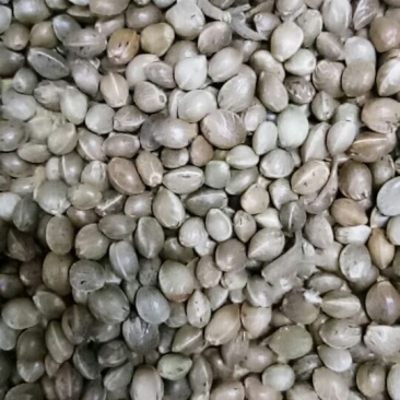 火麻子火麻仁麻籽榨油喂鸟