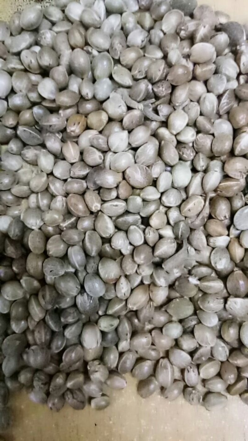 火麻子火麻仁麻籽榨油喂鸟