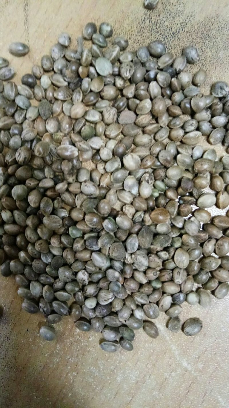 火麻子火麻仁麻籽榨油喂鸟