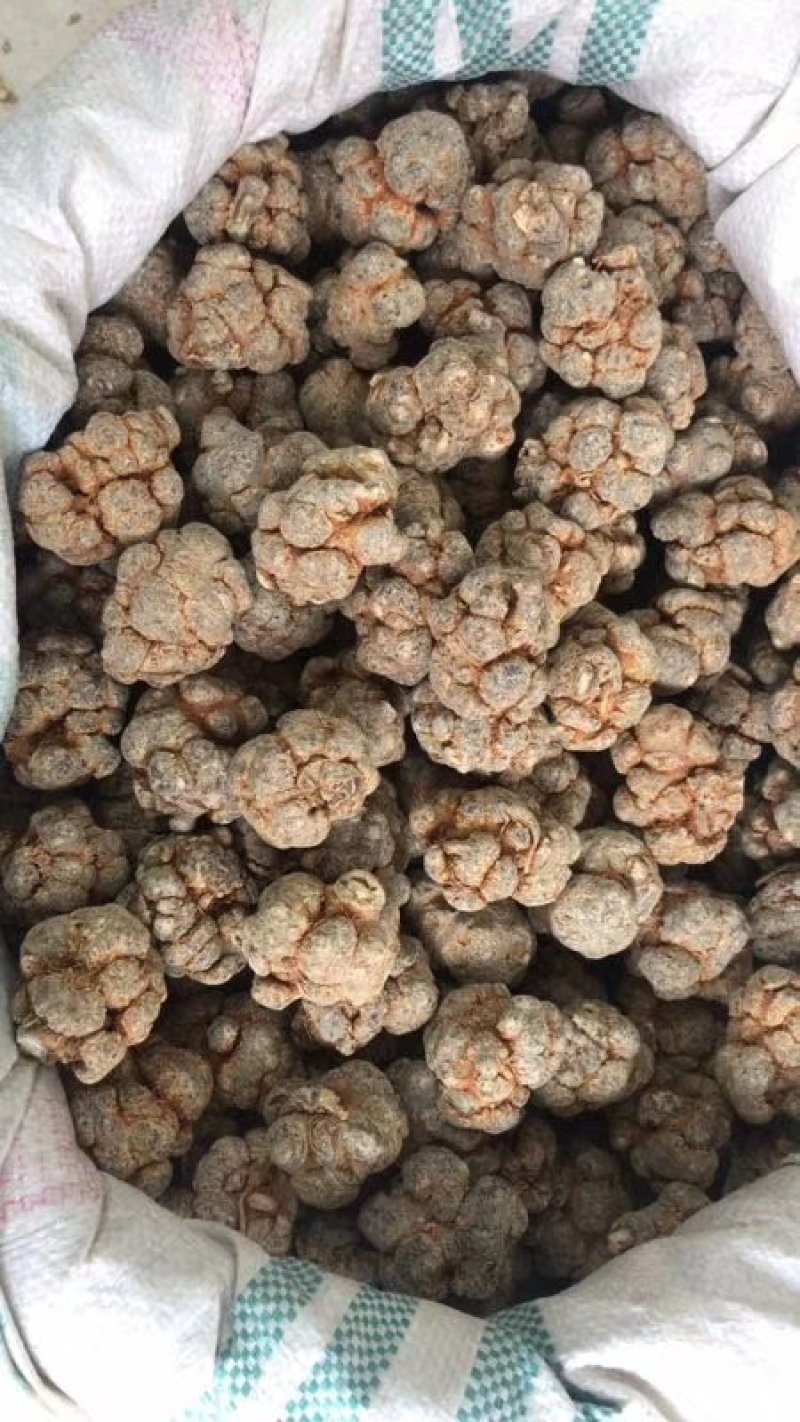 云南文山25头足干.厂家批发.促销远销美国，药企合作伙伴