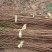 黄金蜜4号桃树苗基地直销免费技术咨询