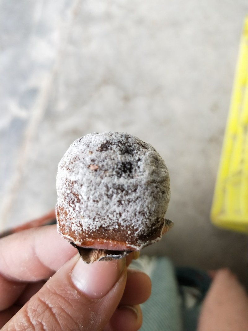 柿饼老树小柿饼
