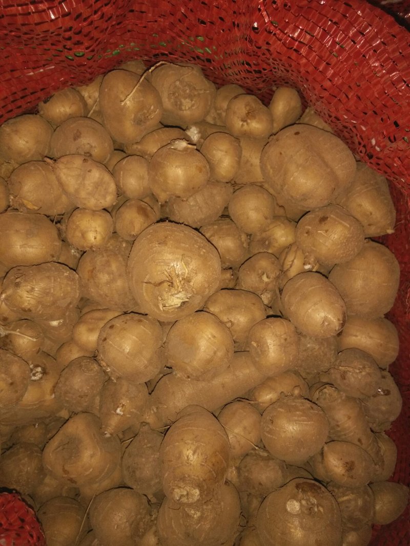 罗汉参