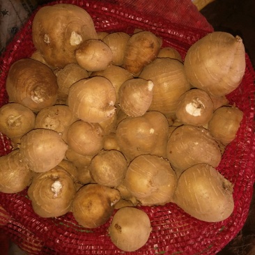 罗汉参