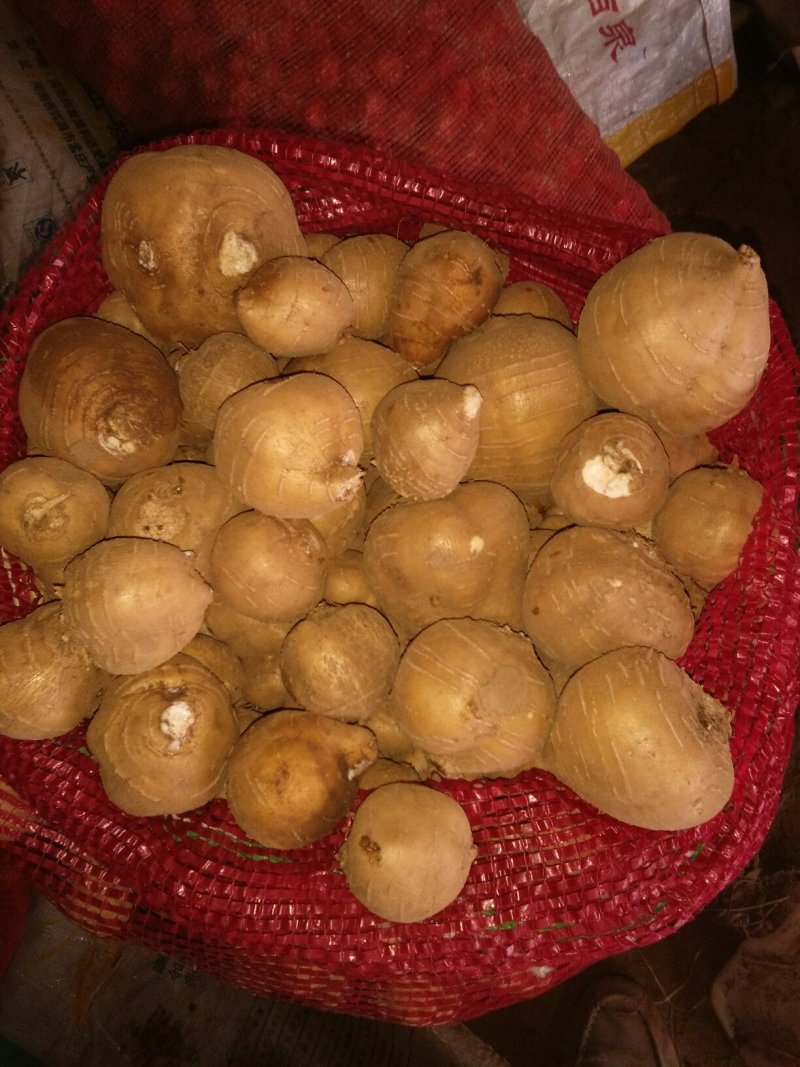 罗汉参