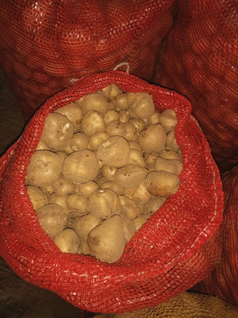 罗汉参
