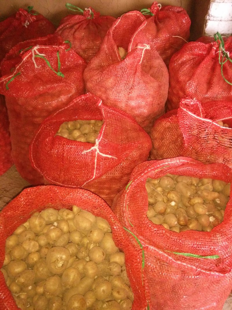 罗汉参