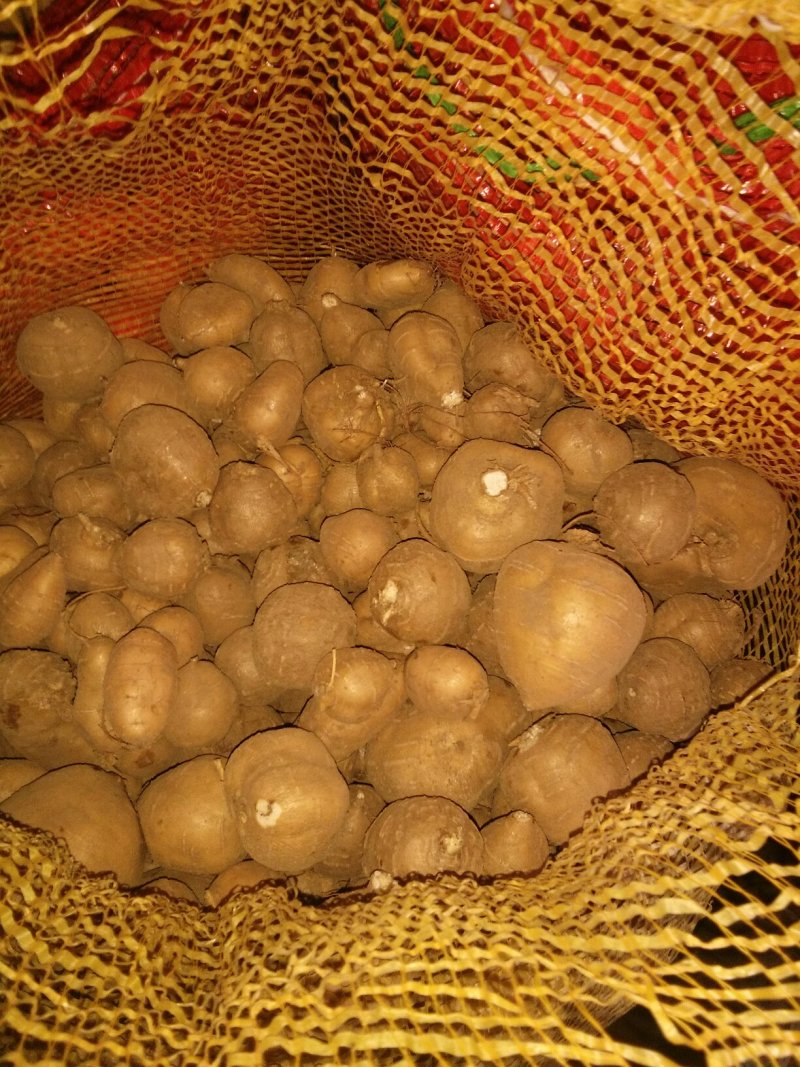 罗汉参