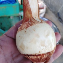 茨菇