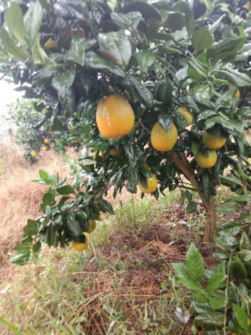 纽荷尔新系，橙苗纽荷尔芽变出来的优质品种商品果率高！