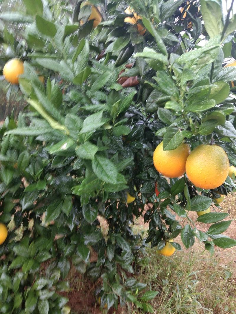 特优（赣南早熟脐橙）橙苗，优良品种商品果率高！