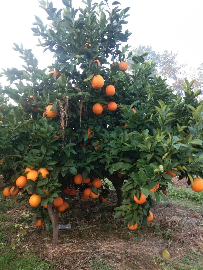 纽荷尔新系，橙苗纽荷尔芽变出来的优质品种商品果率高！
