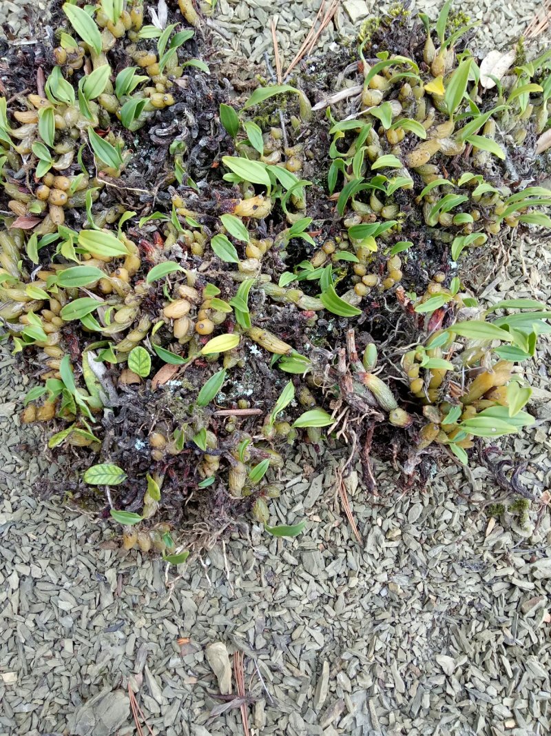 石橄榄