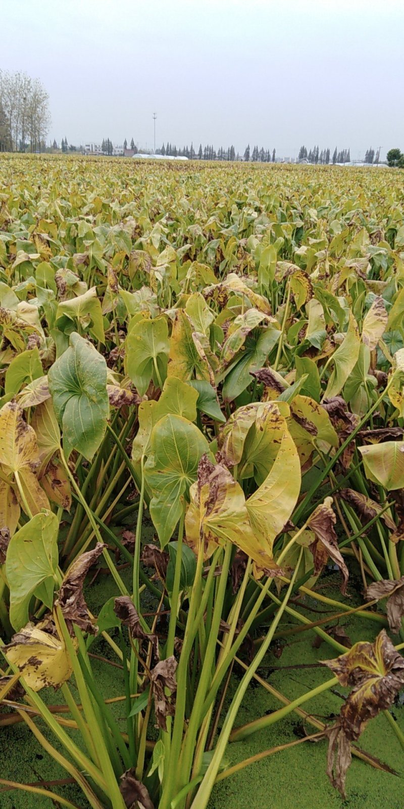 茨菇，50克至150克