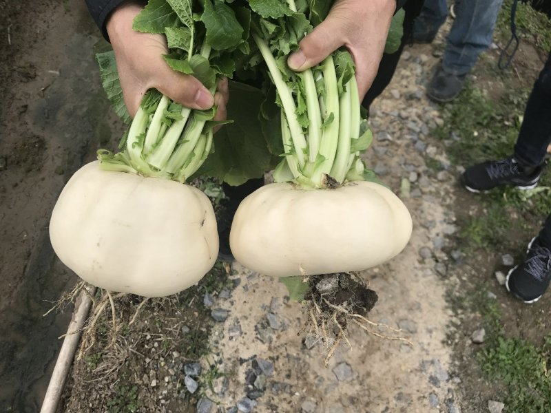玉环干江正宗盘菜
