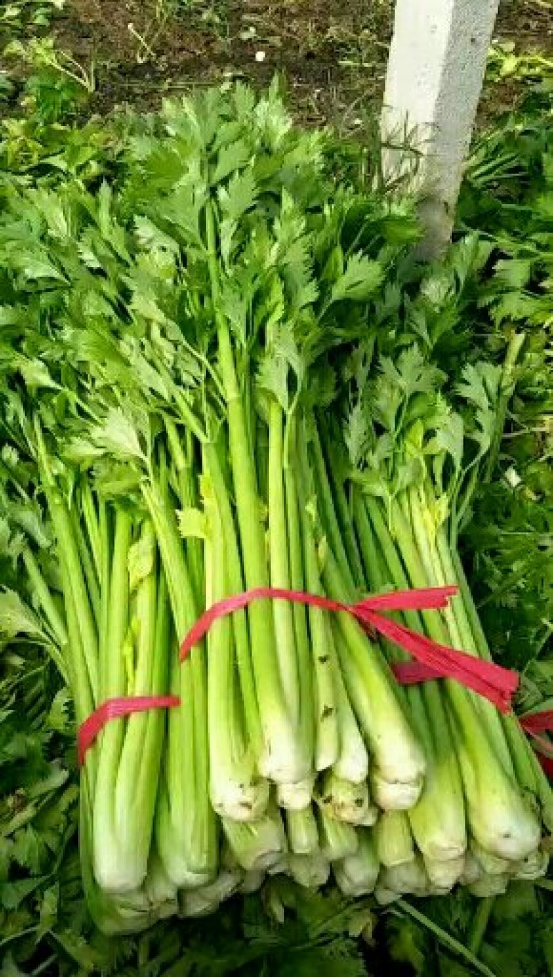[热销中]山东济宁芹菜西芹现挖现发产地直销量大从优