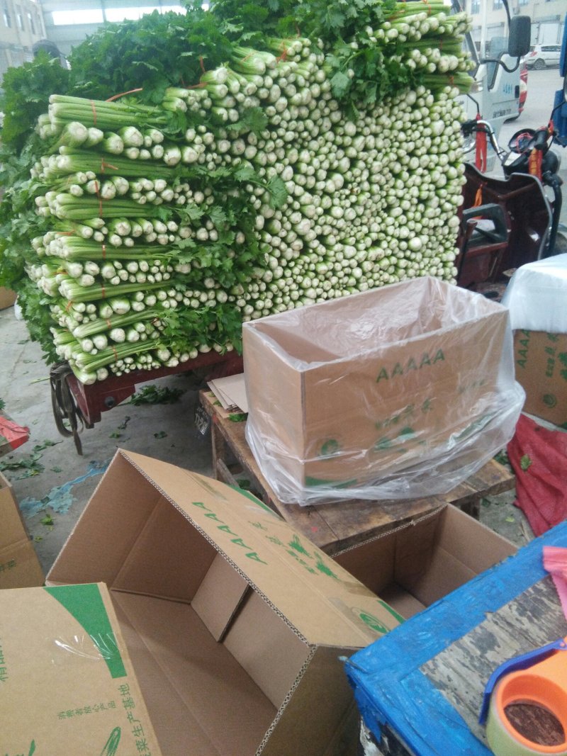 [热销中]山东济宁芹菜西芹现挖现发产地直销量大从优