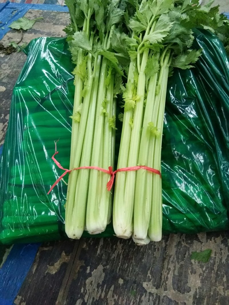 [热销中]山东济宁芹菜西芹现挖现发产地直销量大从优
