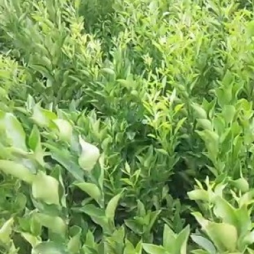 四川省简阳市春见苗《粑粑柑苗》技术支持