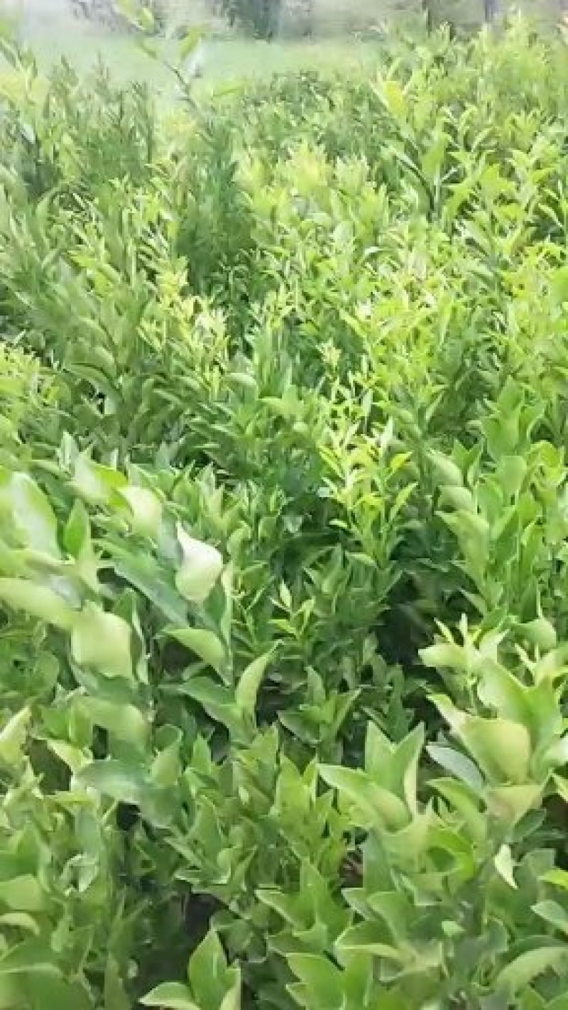 四川省简阳市春见苗《粑粑柑苗》技术支持