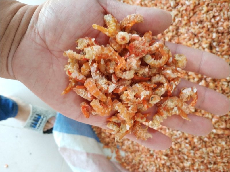 虾米开洋虾仁北海虾米足干淡晒酒店炖汤煲粥