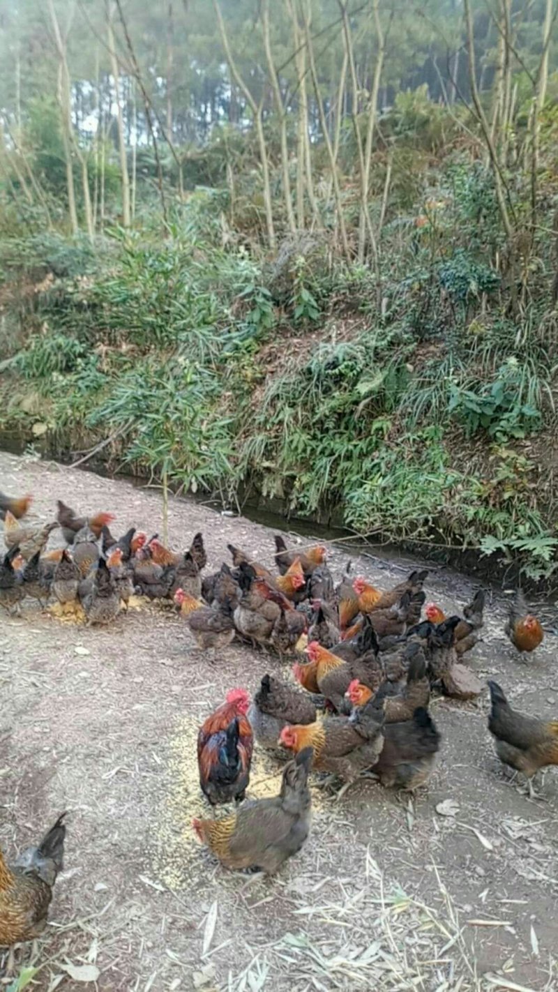 山夫农场的野放生态土鸡