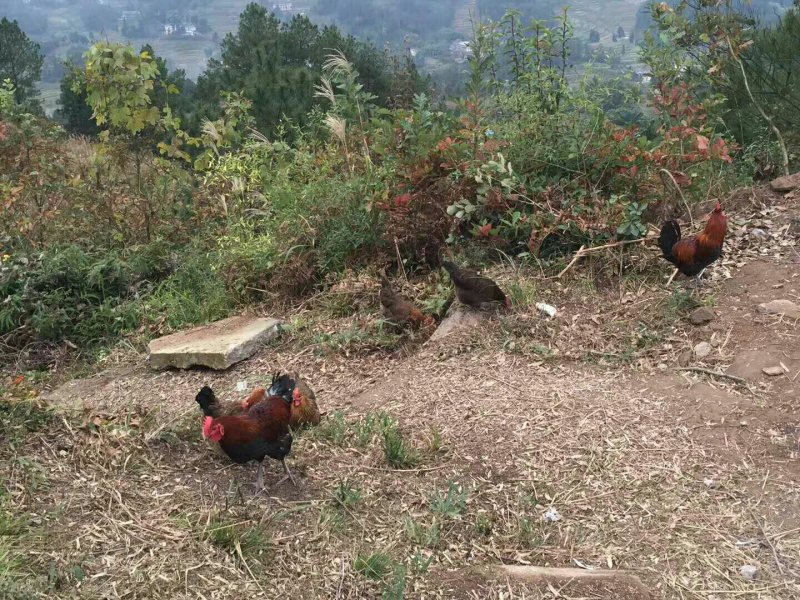 山夫农场的野放生态土鸡