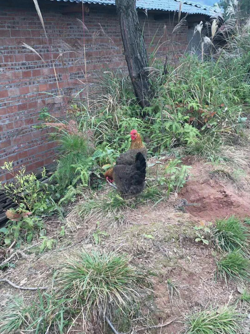 山夫农场的野放生态土鸡