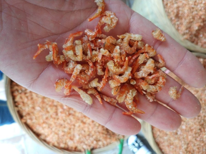 虾米开洋虾仁北海虾米足干淡晒酒店炖汤煲粥