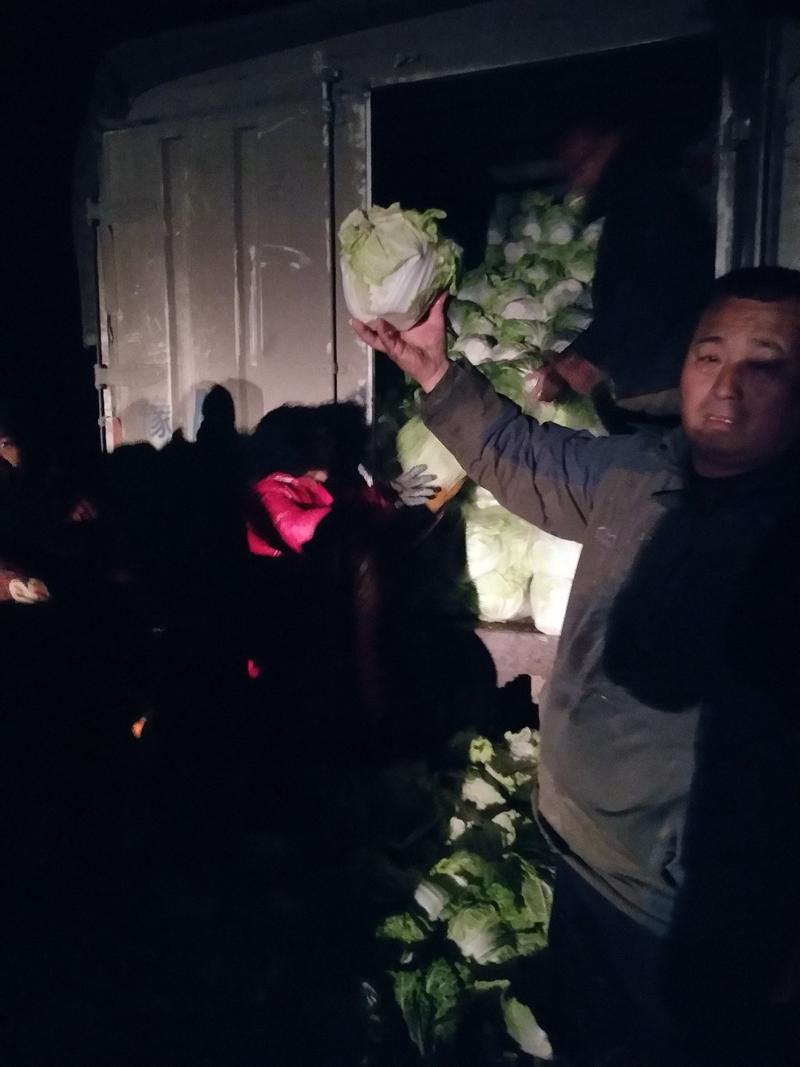 圆颗白菜，品种东京868，现砍现卖，地头装车。
