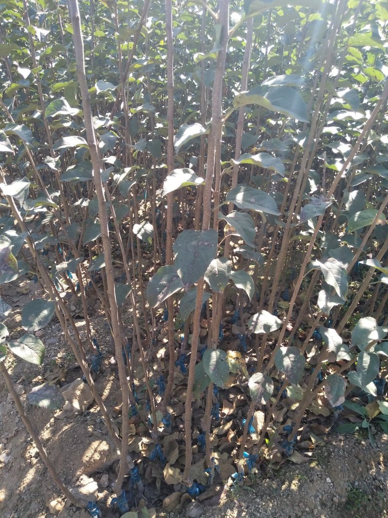 苹果苗华硕秦脆烟富8号烟富10号众成一号水蜜桃维纳斯黄金