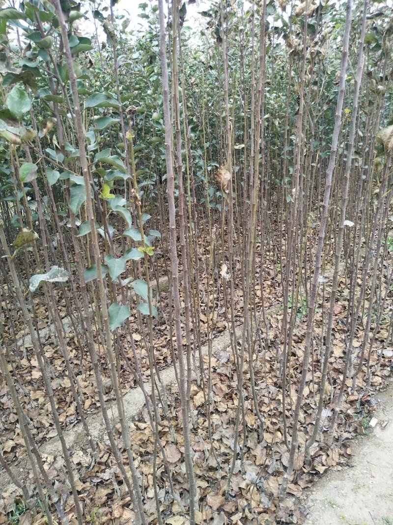 苹果苗华硕秦脆烟富8号烟富10号众成一号水蜜桃维纳斯黄金