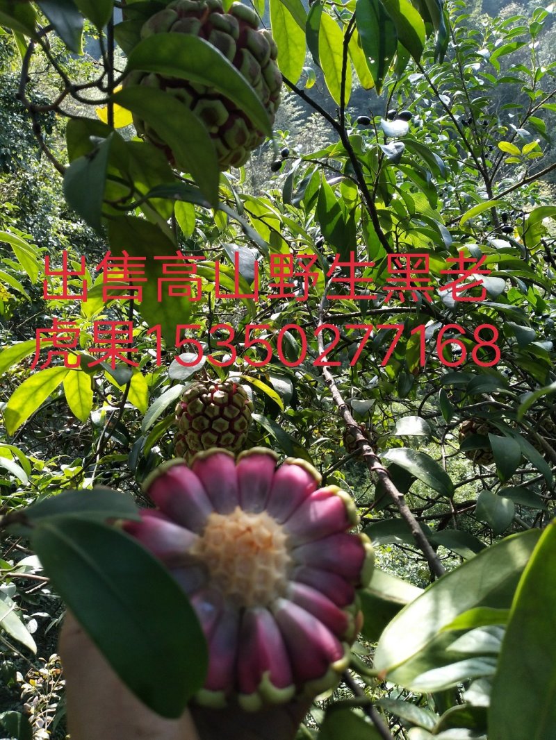 黑老虎果
