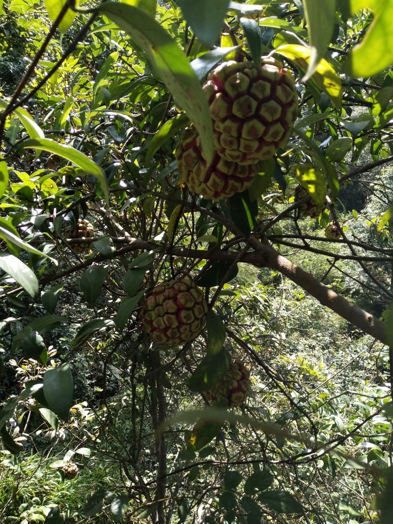 黑老虎果