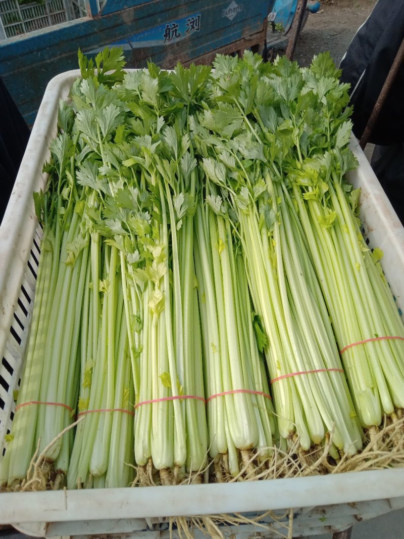 芹菜，菠菜，茼蒿，香菜，生菜等叶菜类产地直销