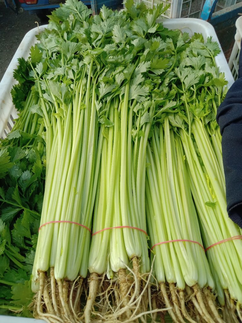 芹菜，菠菜，茼蒿，香菜，生菜等叶菜类产地直销