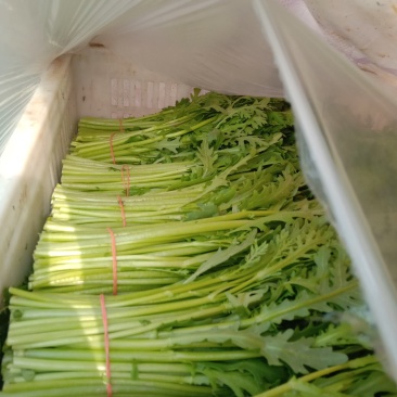 茼蒿，欢迎全国各地客商前来洽谈合作