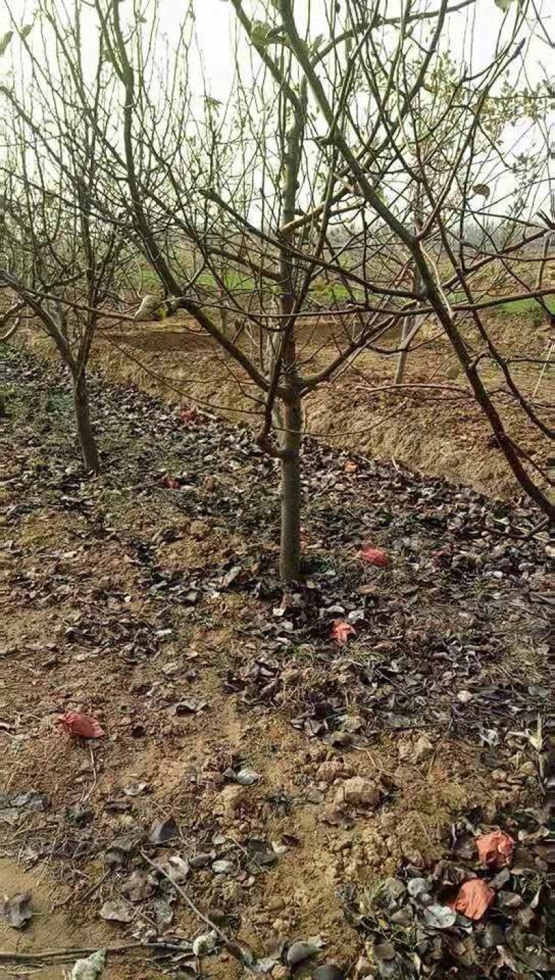 梨树