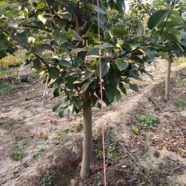 梨树