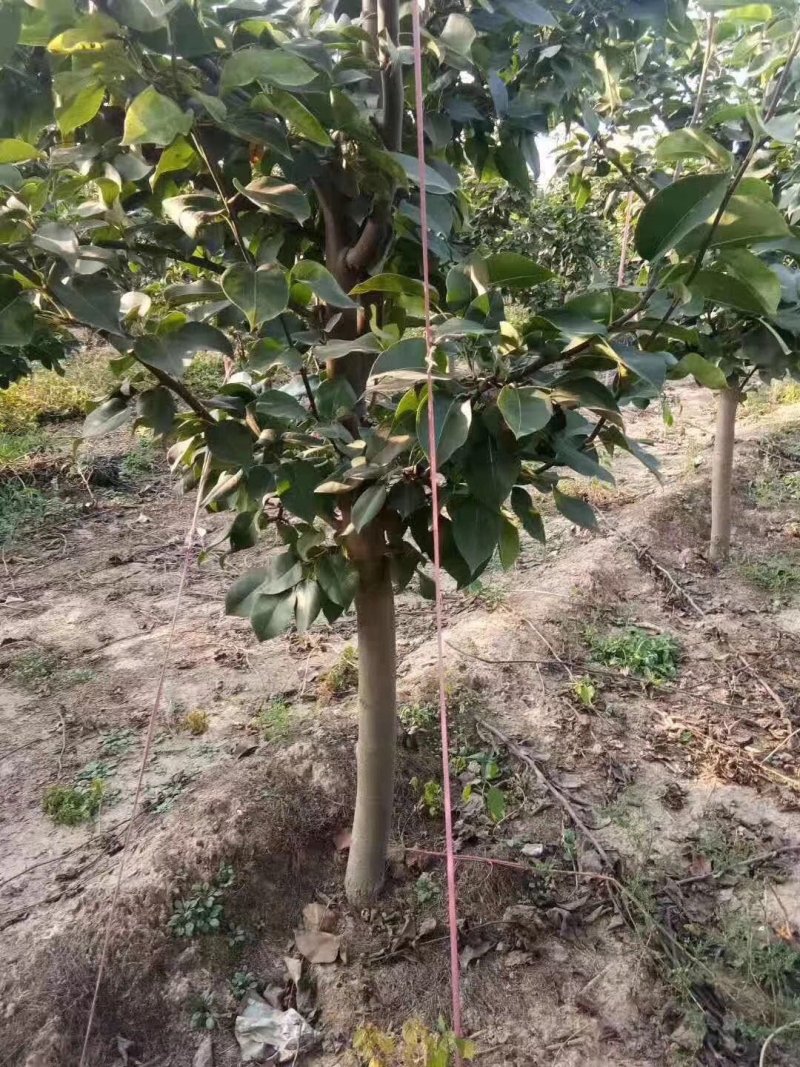 梨树