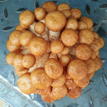 食用菌鲜货