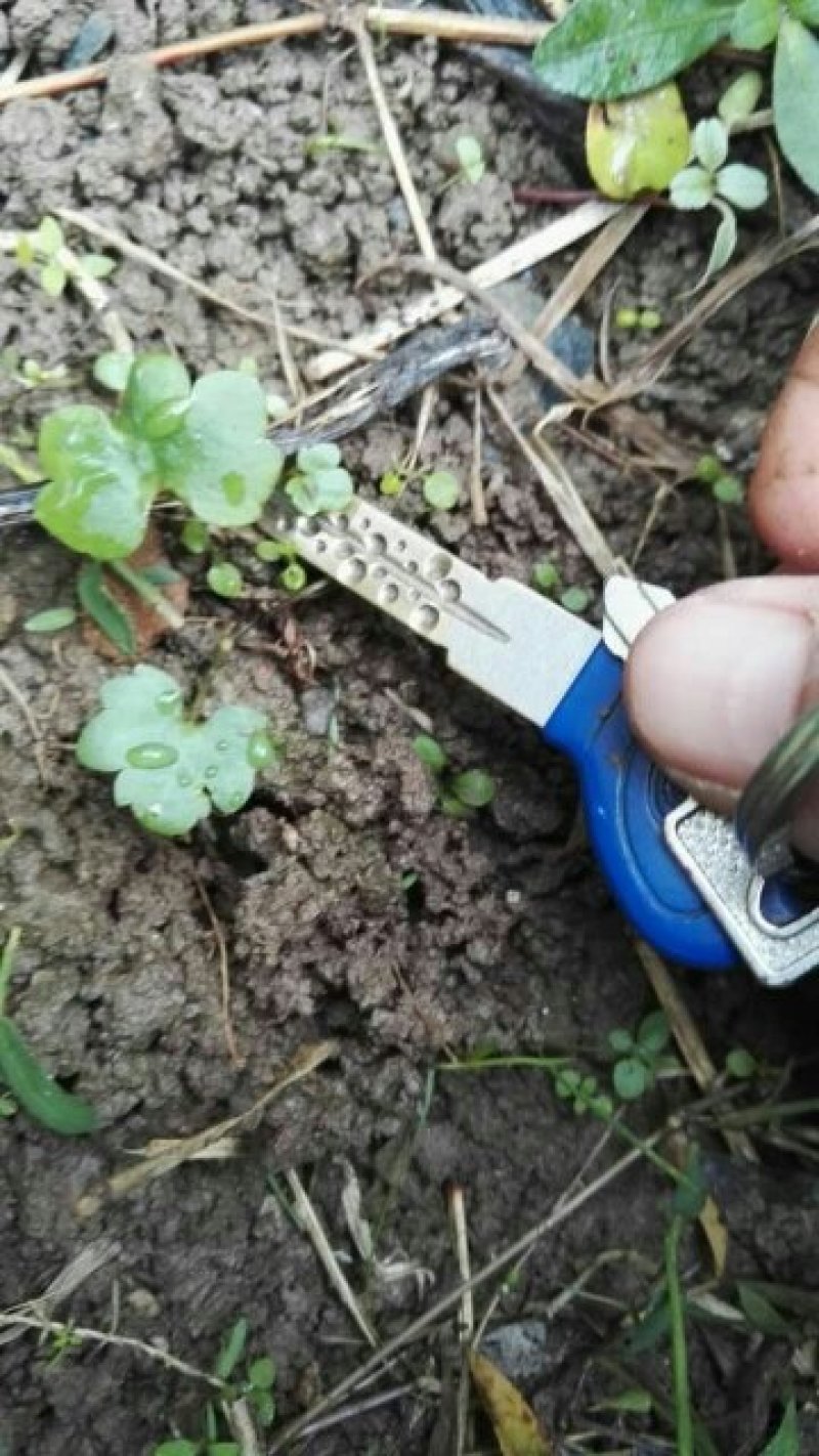 发展致富种植猫爪草