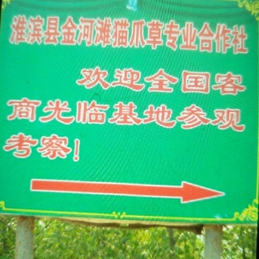 发展致富种植猫爪草