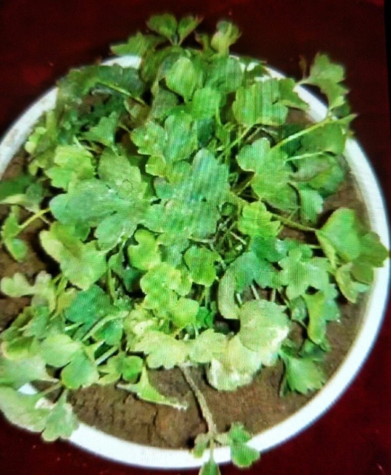 发展致富种植猫爪草