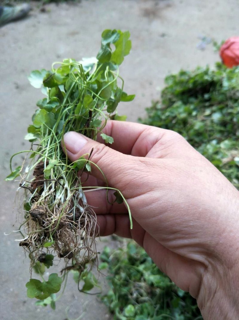 发展致富种植猫爪草