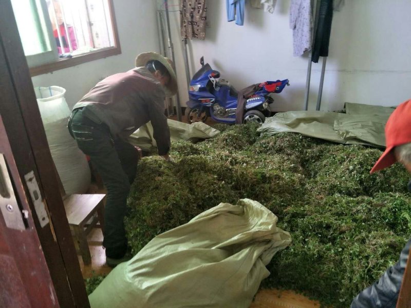 发展致富种植猫爪草
