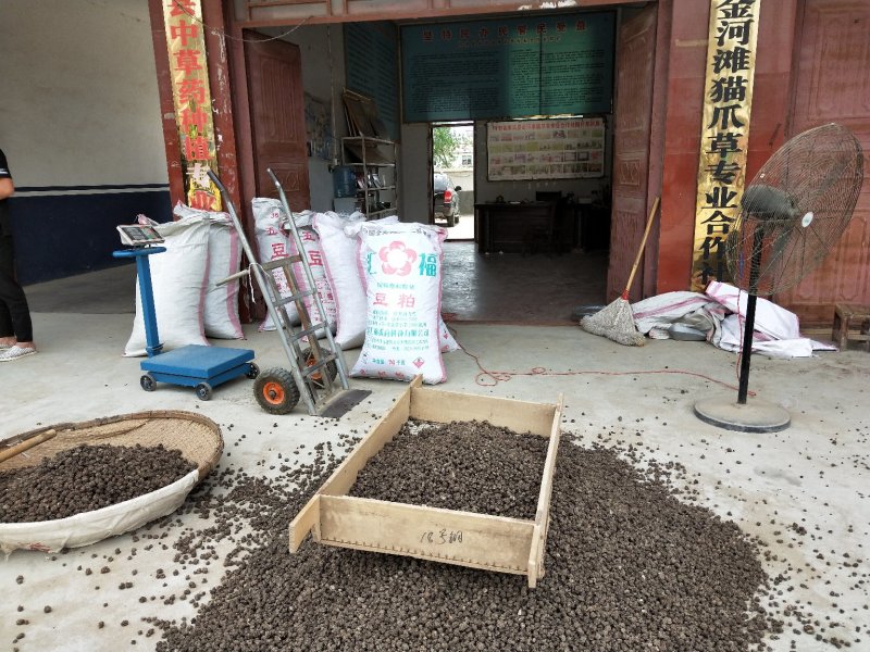 发展致富种植猫爪草