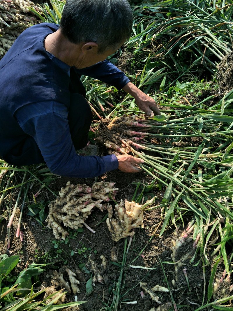 生姜小黄姜